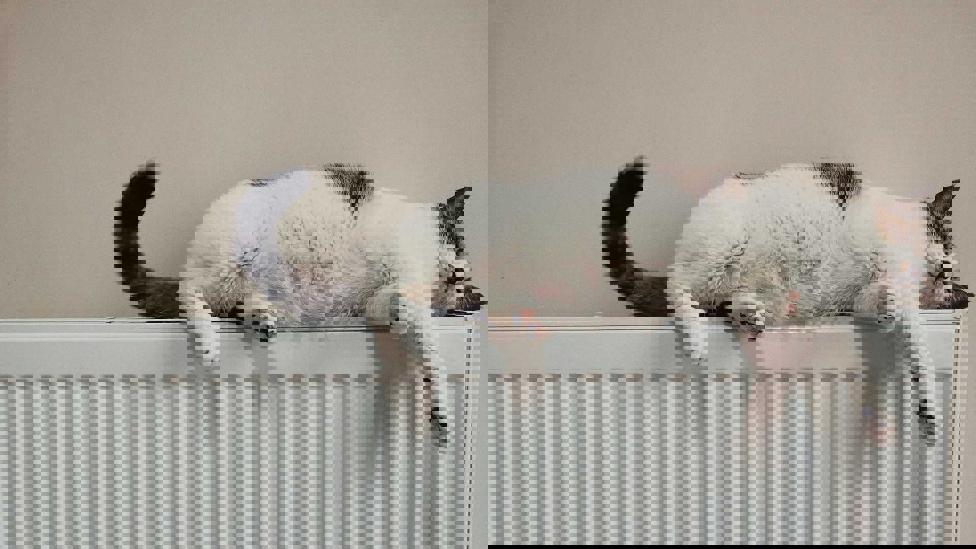 Kat der ligger på en radiator