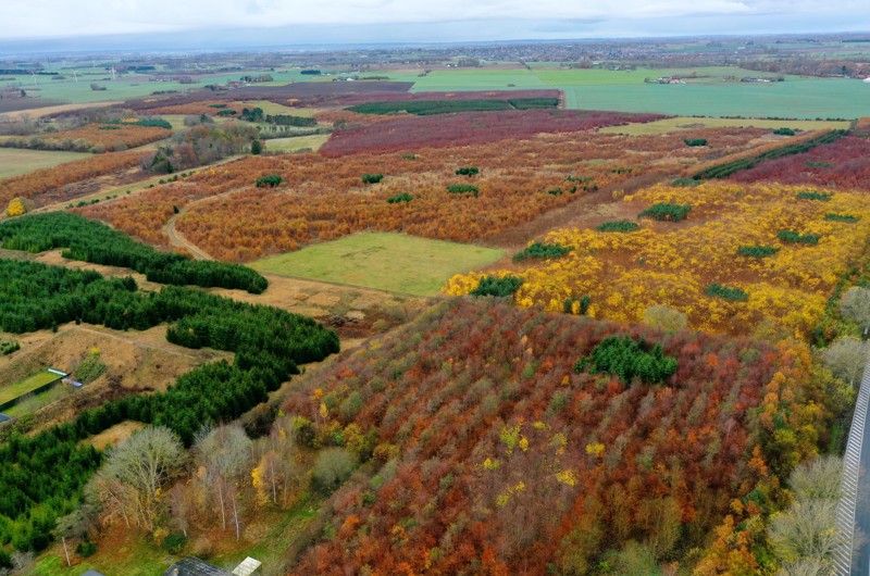 Dronefoto af Greve skov