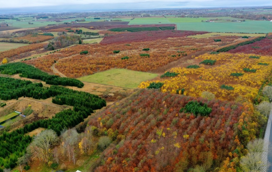 Dronefoto af Greve skov