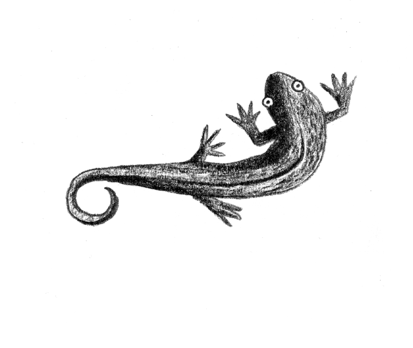 Tegning af en salamander i sort/hvid