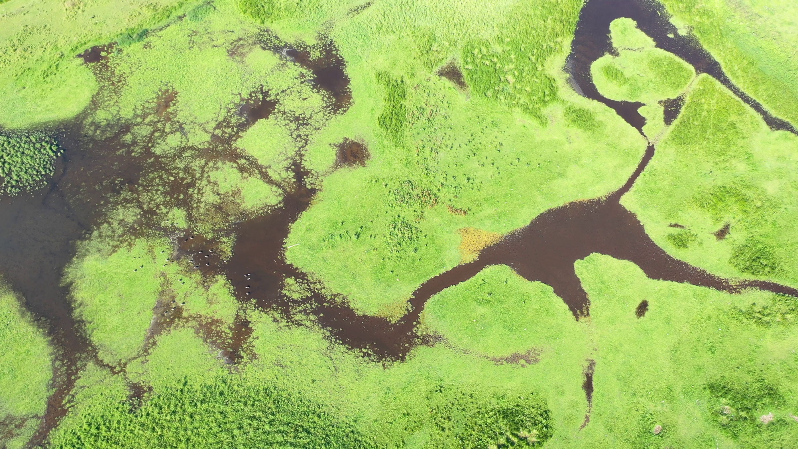 Dronefoto af Strandengen i Greve