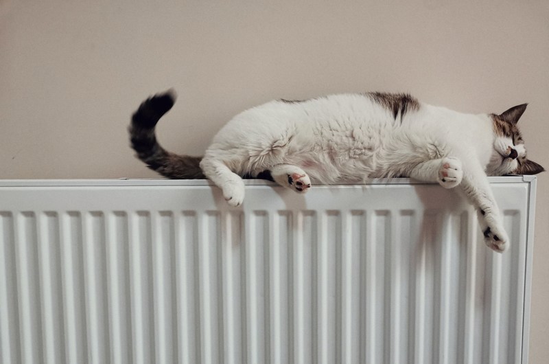 Kat sover på radiatoren