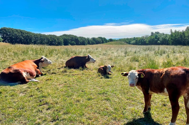 En eng med to køer og to kalve