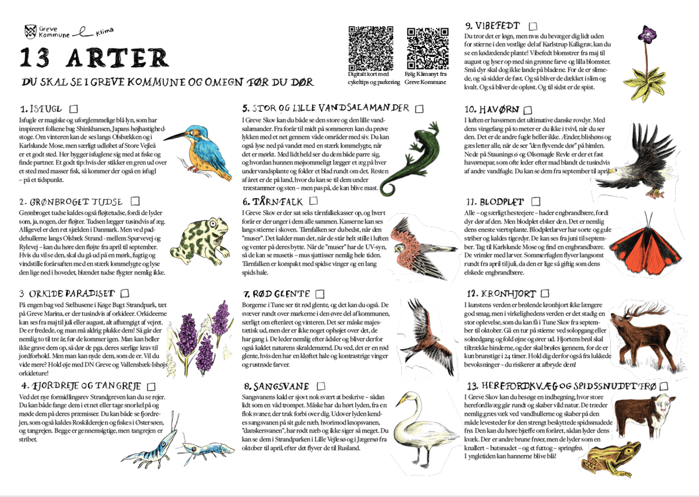 En oversigt over de 13 arter med en tegning af hver samt en kort forklarende tekst til allesammen. Derudover 2 QR-koder der leder til et kort på maps og en tilmeldingsside til Greve Kommunes klimanyt.