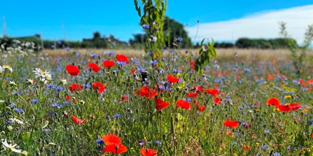 Forskellige markblomster, herunder valmuer