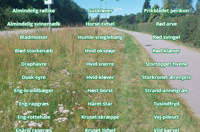 En af Greves vejrabatter, med tekst hvor der står alle de arter der er fundet der i år