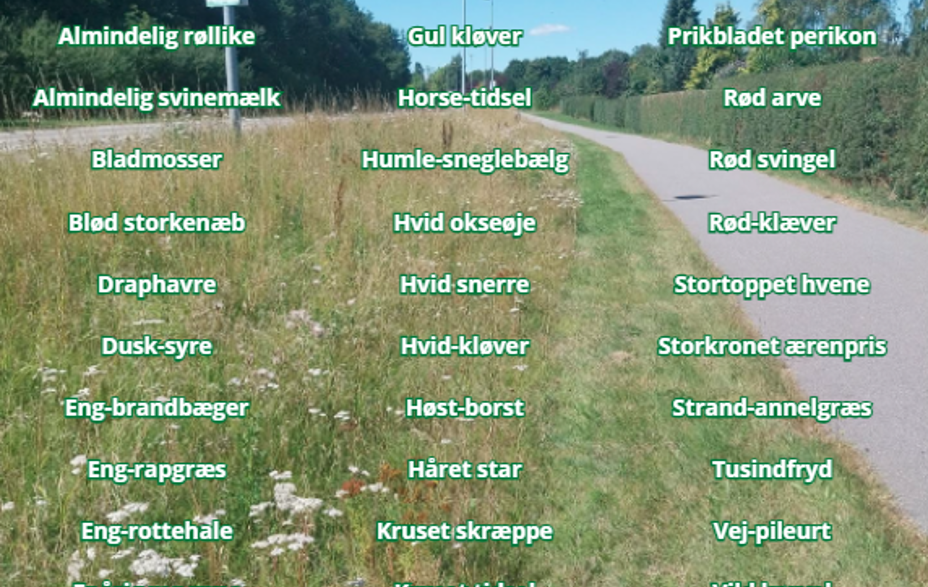 En af Greves vejrabatter, med tekst hvor der står alle de arter der er fundet der i år