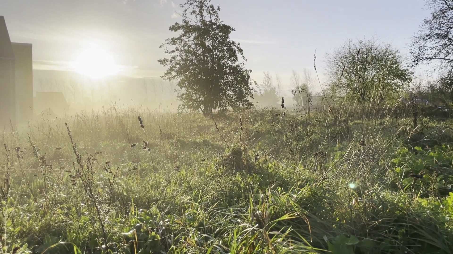 Græsplæne hvor græsset vokser vildt med træer i baggrunden og kanten af en bygning til venstre. Solen skinner.