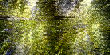 En masse træer set nedefra